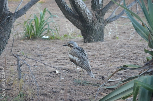 Fototapeta Brachvogel 