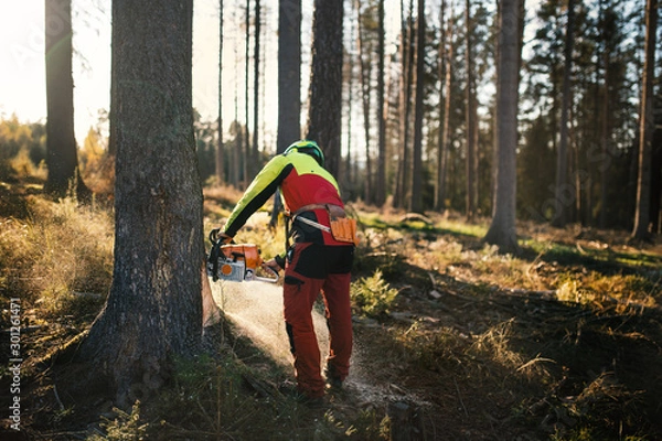 Fototapeta Logger man cutting a tree with chainsaw. Lumberjack working with chainsaw during a nice sunny day. Tree and nature. People at work.