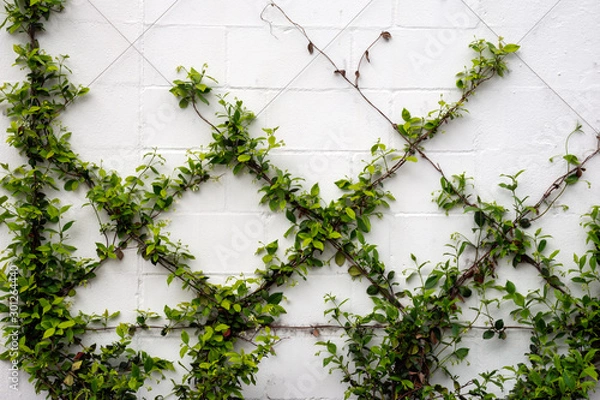 Fototapeta Green vines are trained to grow on a wire frame on a wall, and will create an elegant minimalist botanical diamond pattern when finished.