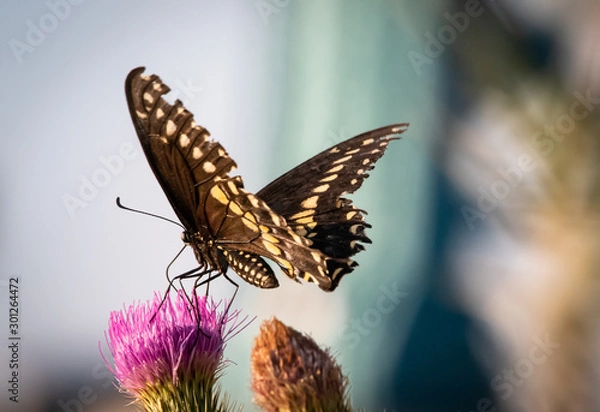 Fototapeta Butterflies
