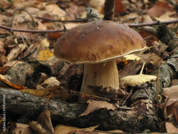 Obraz mushrooms in forest