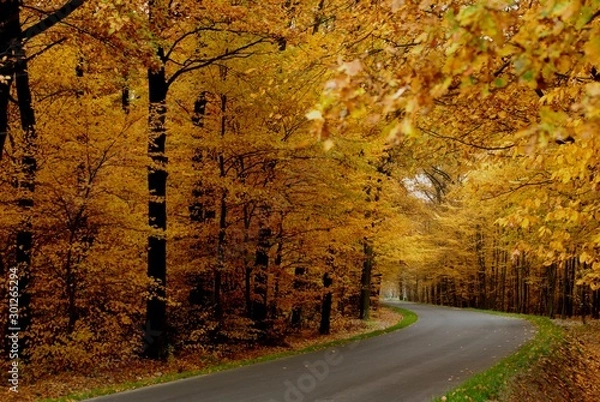 Obraz road in autumn
