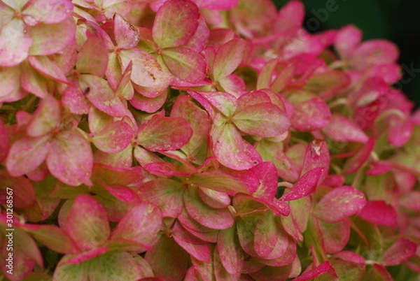 Obraz hydrangea
