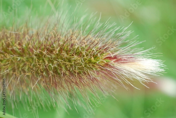 Obraz decorative grass