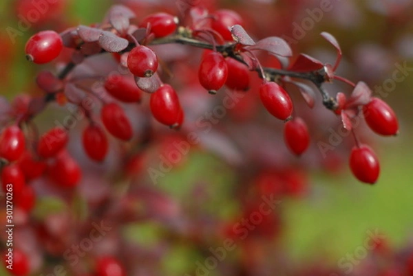 Obraz Barberry berries