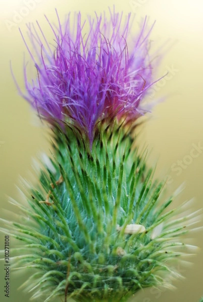 Obraz thistle flower