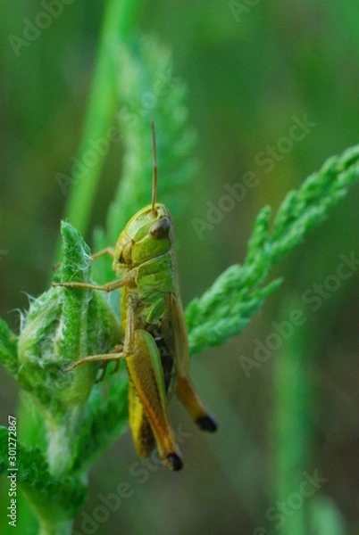 Obraz grasshopper on grass