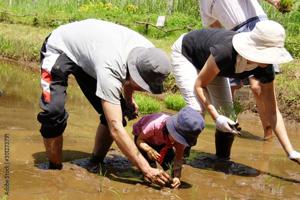 Obraz 親子の田植え