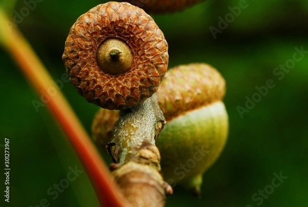 Obraz acorn