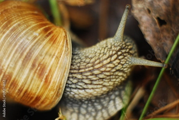 Obraz Snail