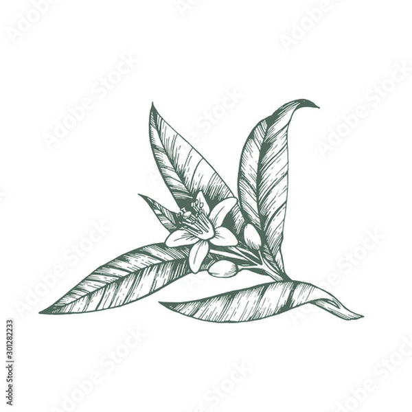 Fototapeta Orange blossom. Isolated vector illustration of citrus tree with leaves and flowers.