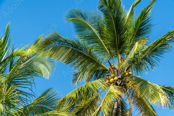 Obraz palm trees exotic background