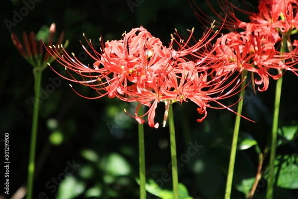 Obraz ヒガンバナ