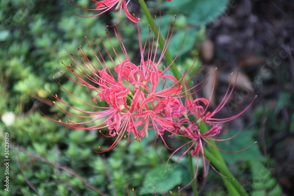 Obraz ヒガンバナ