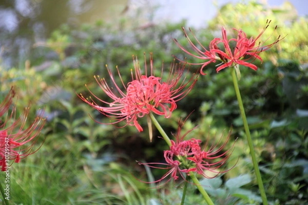 Obraz ヒガンバナ