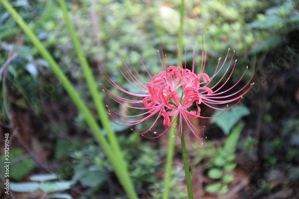 Obraz ヒガンバナ