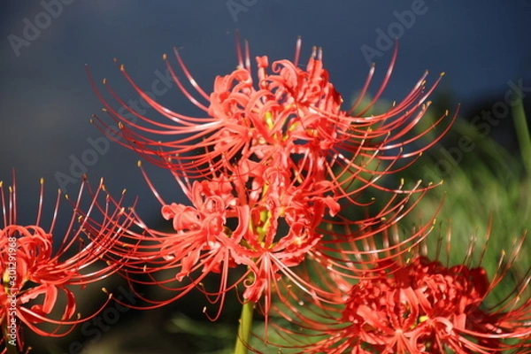 Obraz ヒガンバナ