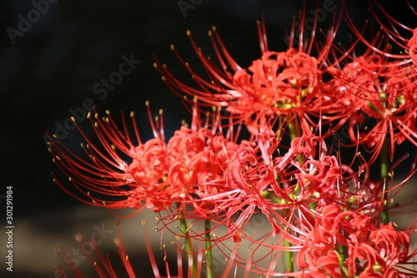 Obraz ヒガンバナ