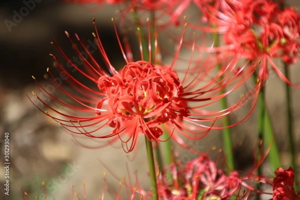 Obraz ヒガンバナ