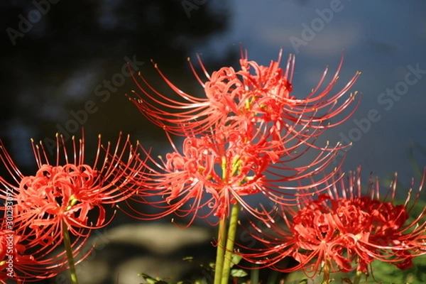 Obraz ヒガンバナ