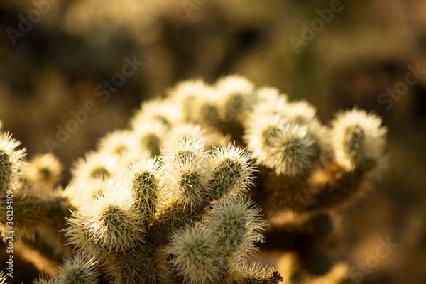 Obraz Cactus