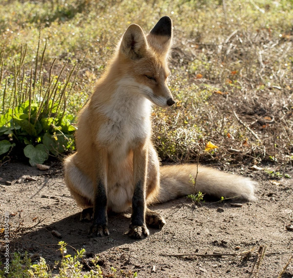Fototapeta red fox