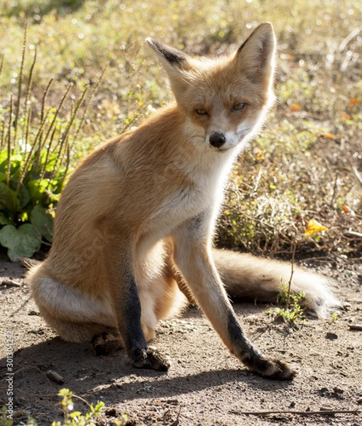 Fototapeta red fox