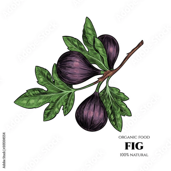 Fototapeta Vector background with figs. Hand drawn. Vintage style