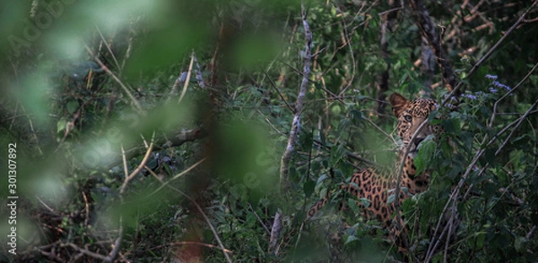 Fototapeta Lepord behind trees
