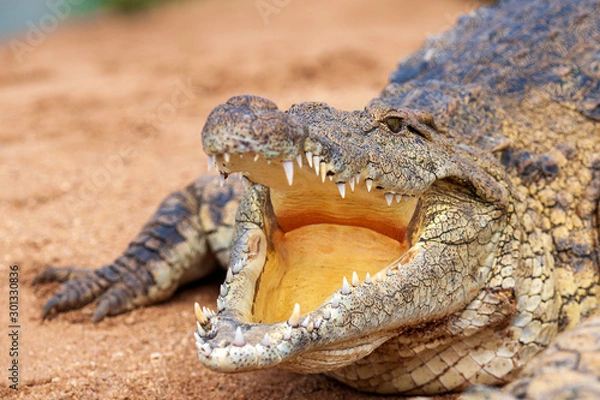 Fototapeta Nile Crocodile, up close, on land, sharp, clear, teeth and eyes, croc, 