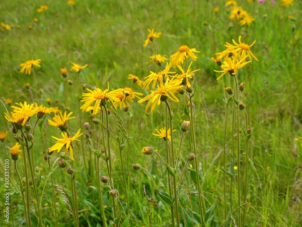 Obraz Echte Arnika, Arnica montana