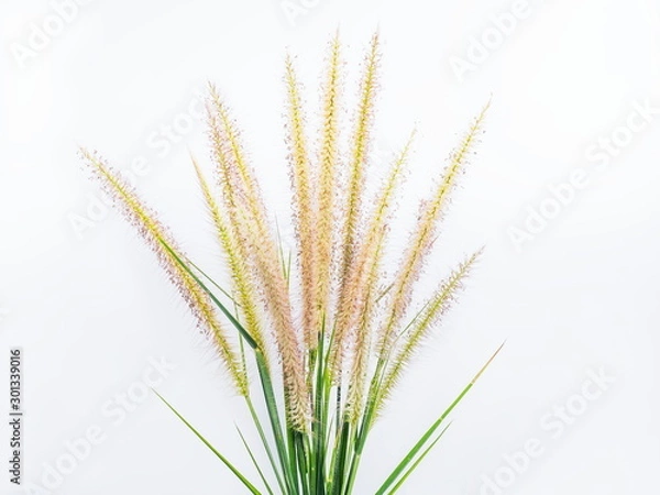 Obraz Close-up top of African fountain grass (Pennisetum setaceum) on white background.