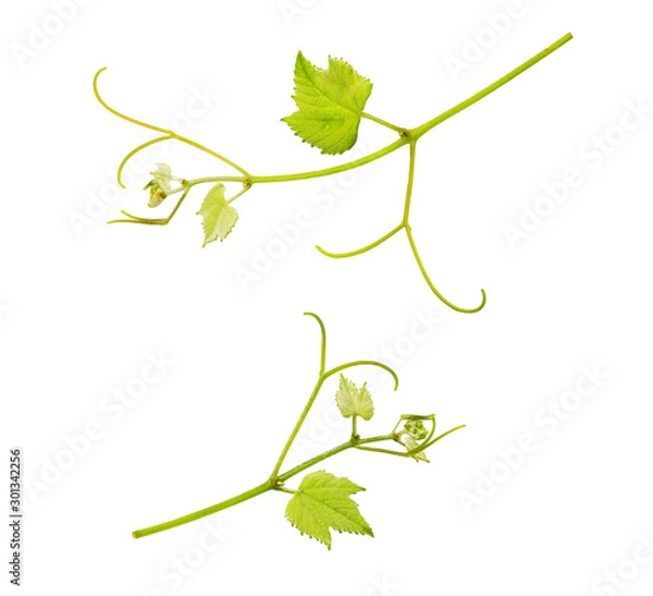 Obraz Fresh Green Grape Leaf isolated on white background