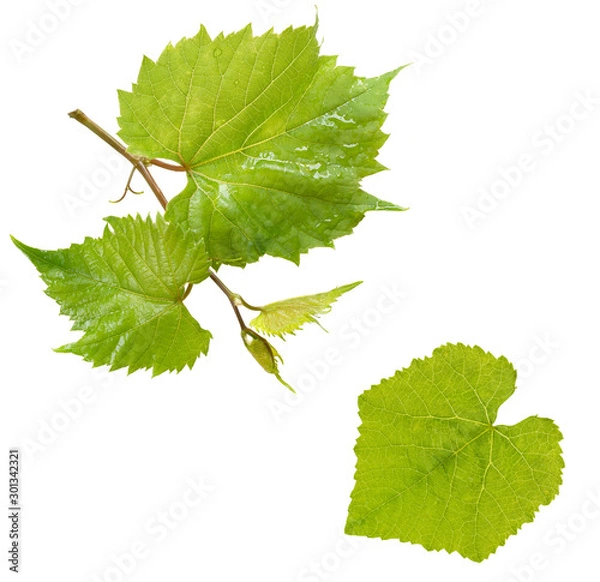Obraz Fresh Green Grape Leaf isolated on white background