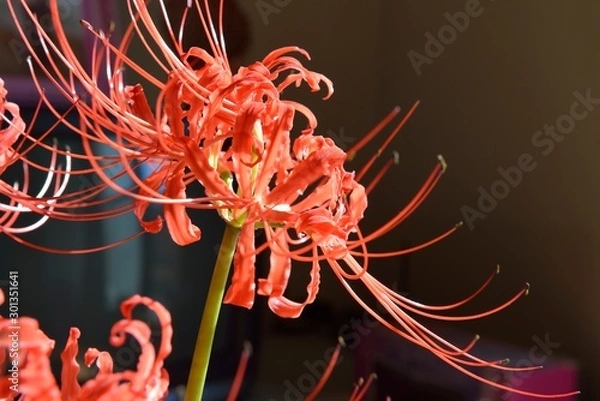 Fototapeta 彼岸花