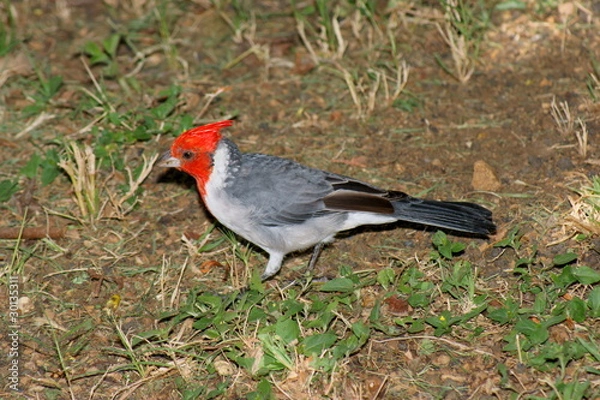 Fototapeta Red-crested Cardinal