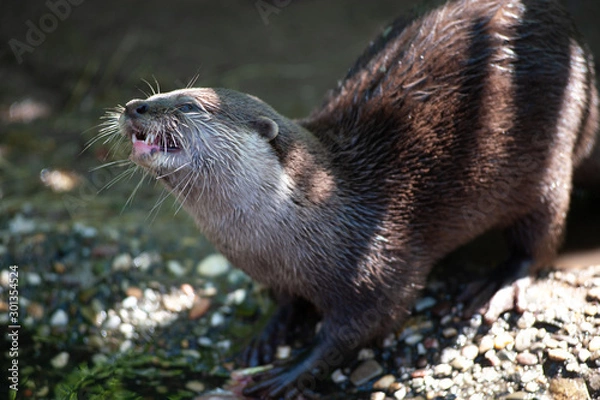 Obraz Otter