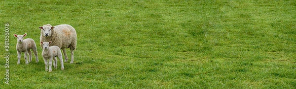 Fototapeta Trzy owce w polu obrazu transparentu