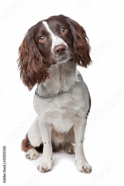 Fototapeta English Springer Spaniel