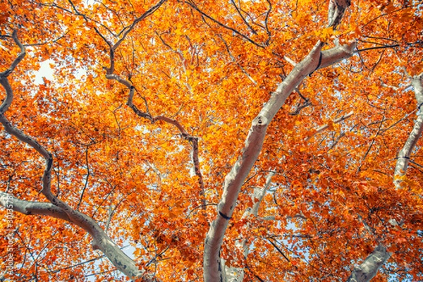Obraz colorful autumn forest
