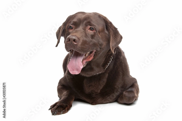 Obraz chocolate Labrador Retriever