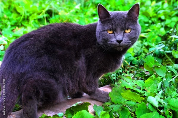 Fototapeta Wild british cat