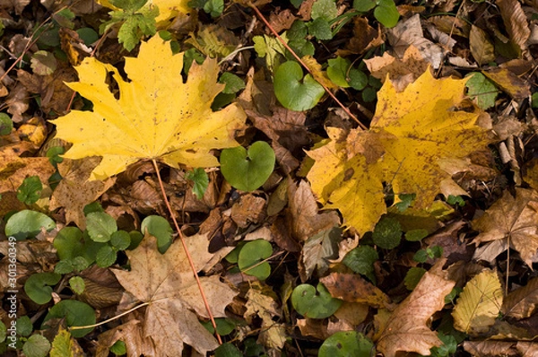 Fototapeta autumn leafs
