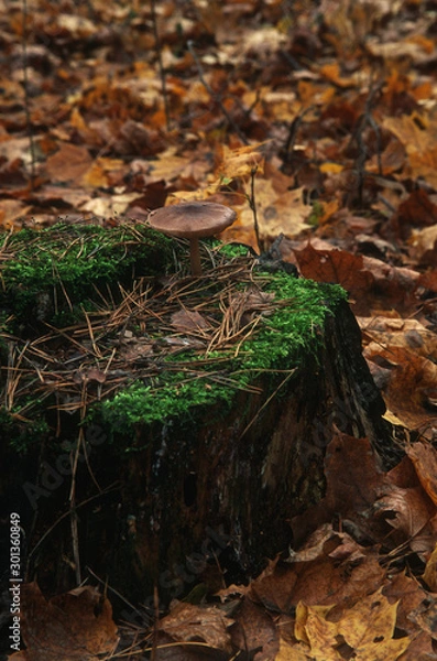 Fototapeta Closeup of mossy stump with a mushroom above and dry pine needles in the autumn forest, forest substrate, fallen autumn foliage, dry autumn leaves, selective focus in the foreground