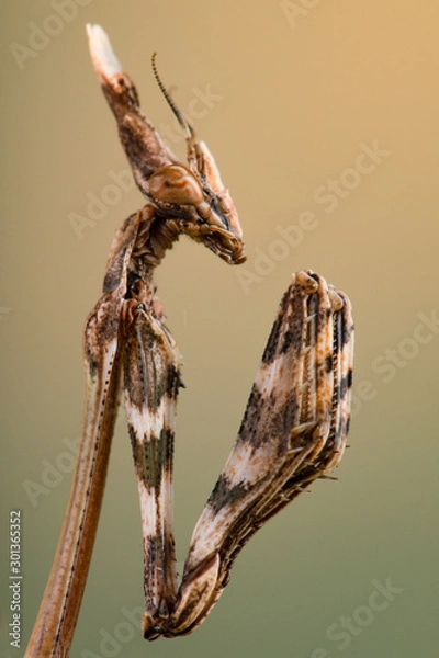 Fototapeta Empusa fasciata 