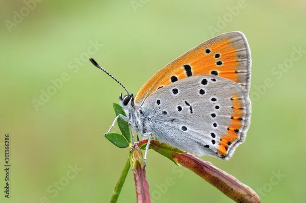 Obraz Lycaena phlaeas
