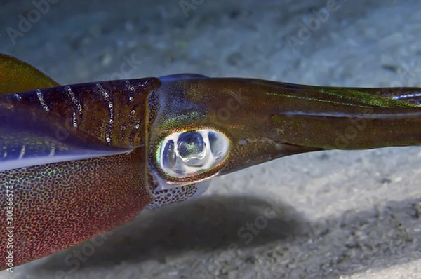 Obraz Big fin squid