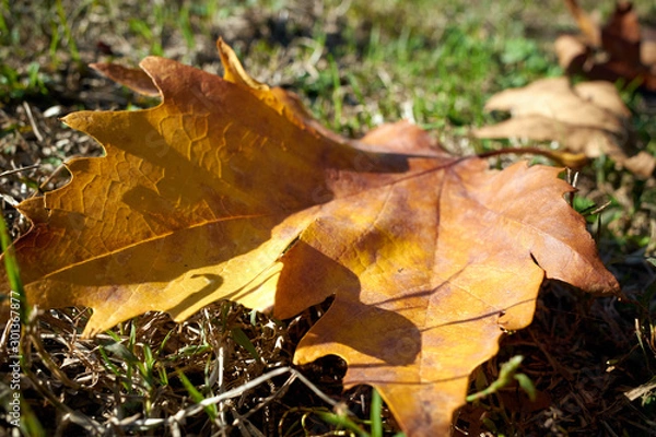Fototapeta Autumn maple leaf in Parco Sempione Milan