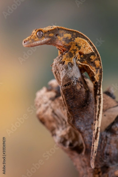Fototapeta crested gecko