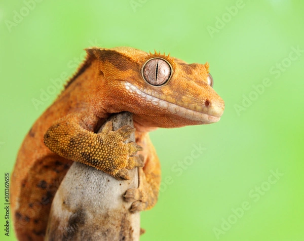 Fototapeta crested gecko